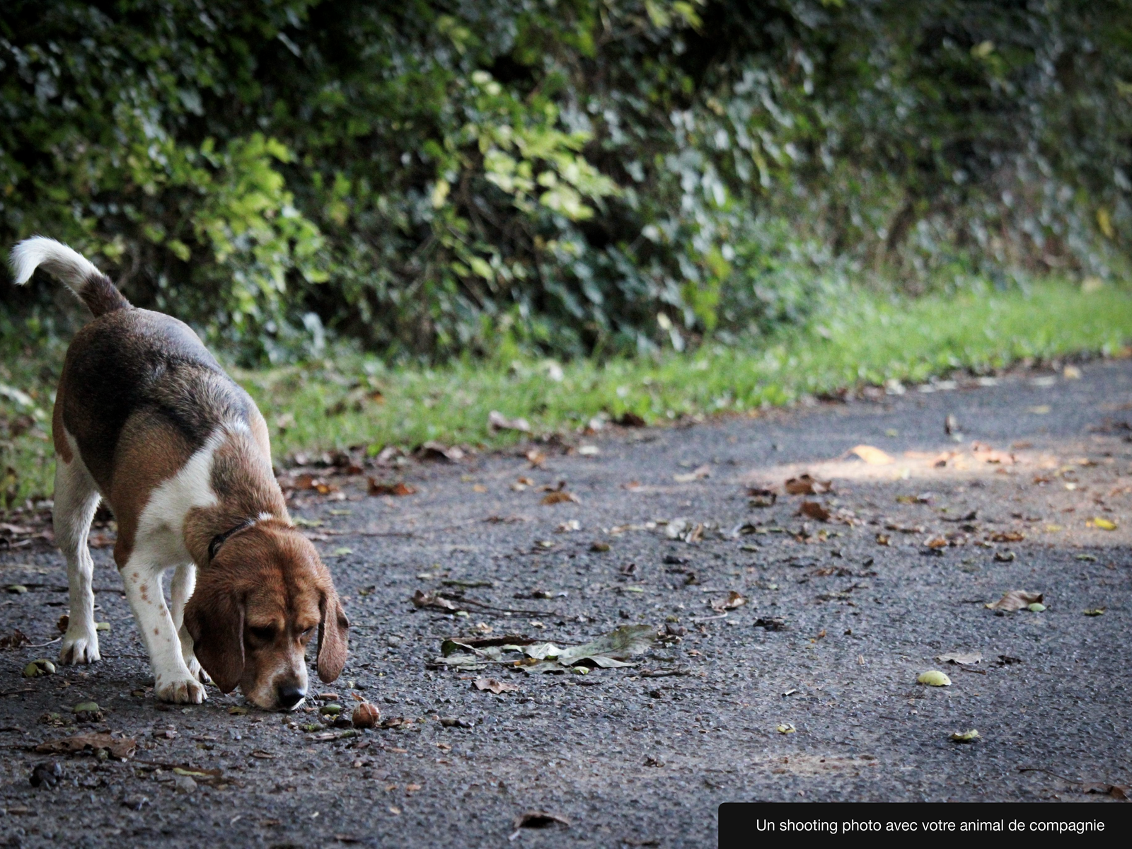 Un chien qui joue avec une noix